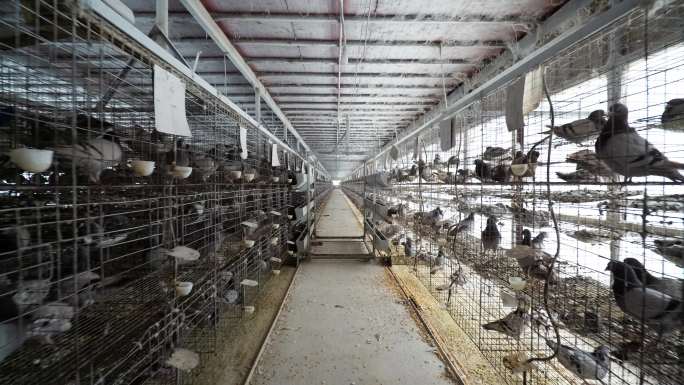 鸽子肉鸽养殖场