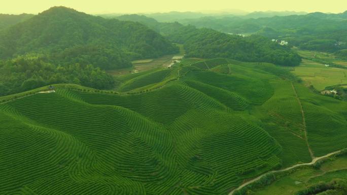 傍晚茶园茶山风景