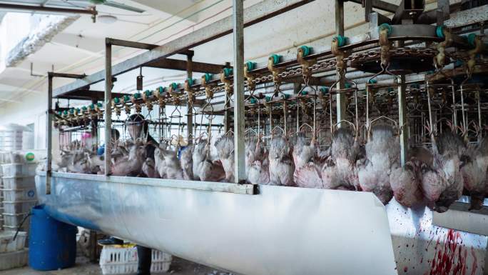肉鸽养殖屠宰场加工厂