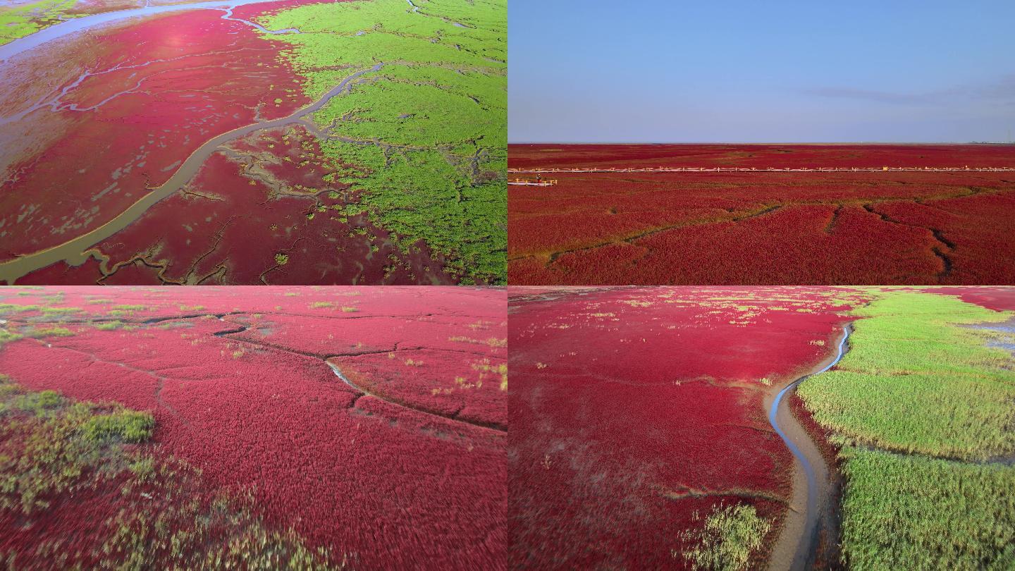 《4K超清》盘锦红海滩碱蓬草红色滩涂航拍