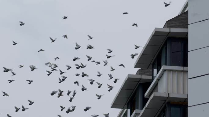 城市上空飞行的大群鸽子升格4k
