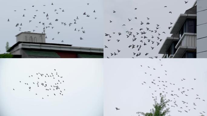 城市上空飞行的大群鸽子升格4k