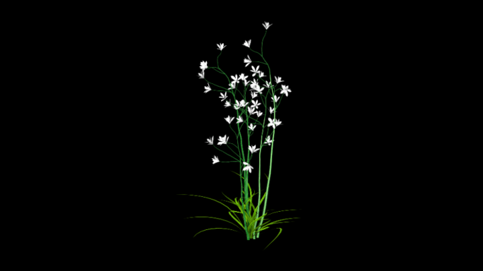 花草植物生长