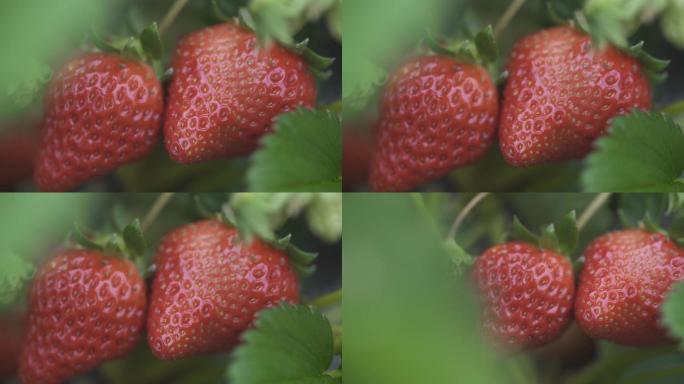 草莓特写(原素材未调色)