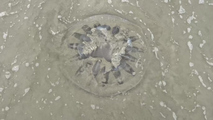 沙滩上的水母