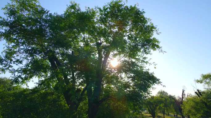 阳光下的皂角树