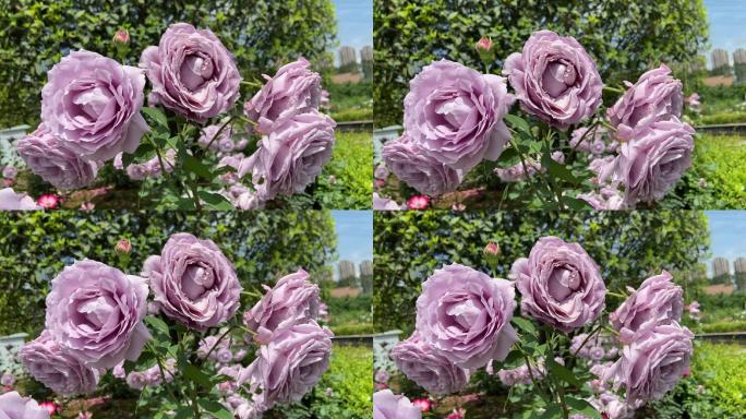 玫瑰 蔷薇科 紫色花 景色