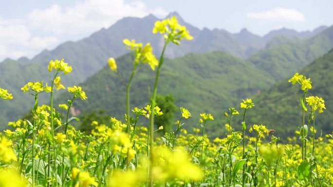 唯美的花