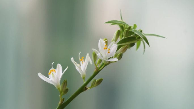 阳台上的小碎花