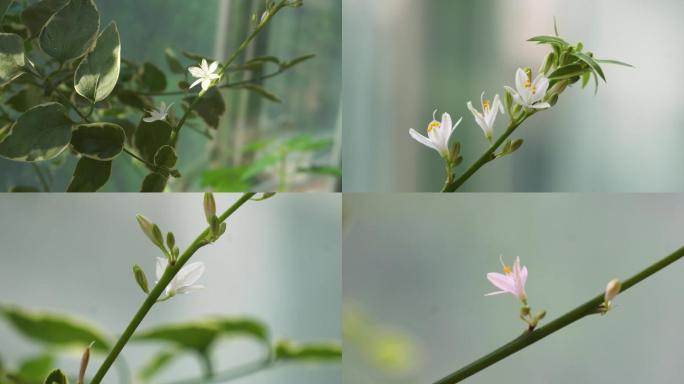 阳台上的小碎花