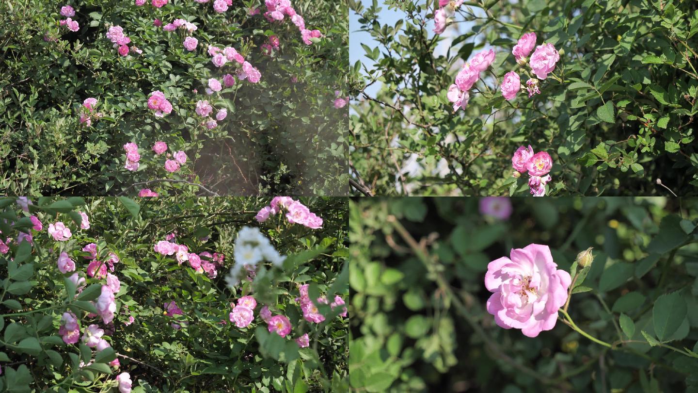 粉色 月季 蔷薇花 月季花 风景 植物