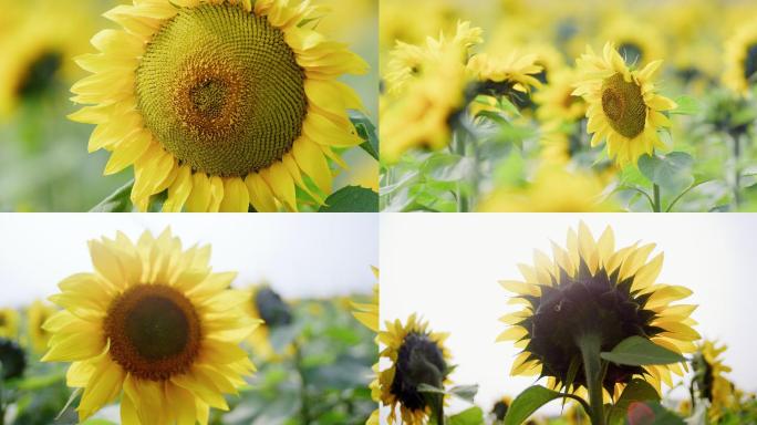 夏日绽放向日葵太阳花葵花