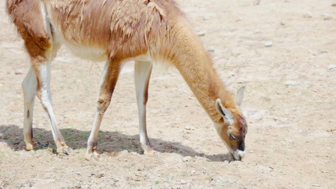动物园长颈鹿幼崽4K素材