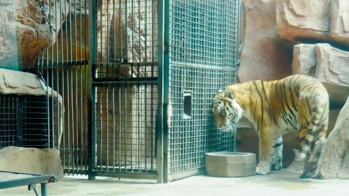 动物园里的狮子和老虎4K视频素材