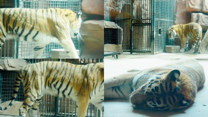 动物园里的狮子和老虎4K视频素材