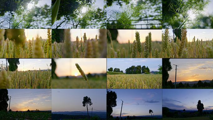 乡村振兴夏天小麦茴香乡村夕阳麦田阳光逆光