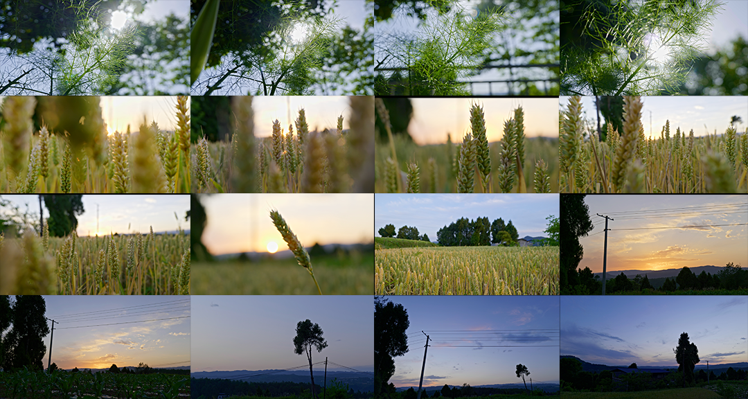 乡村振兴夏天小麦茴香乡村夕阳麦田阳光逆光