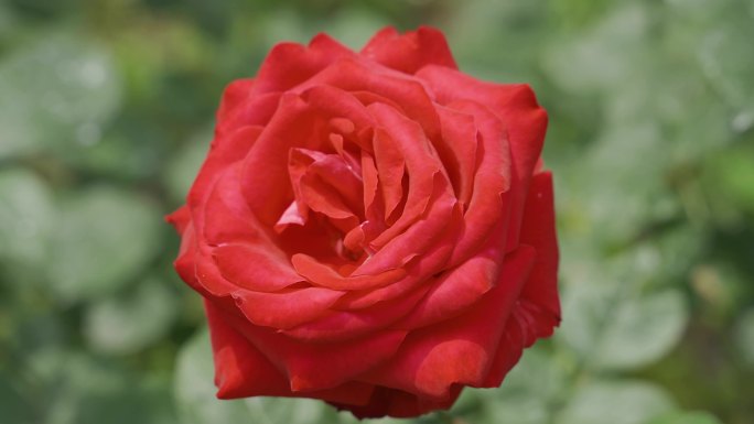 玫瑰花大红色玫瑰花实拍娇艳欲滴的红玫瑰