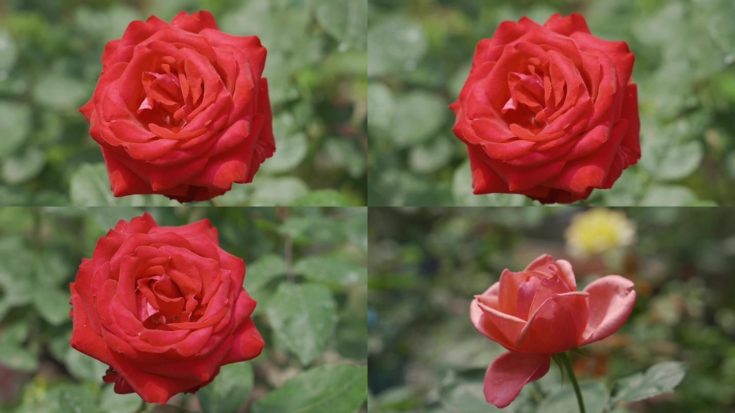 玫瑰花大红色玫瑰花实拍娇艳欲滴的红玫瑰