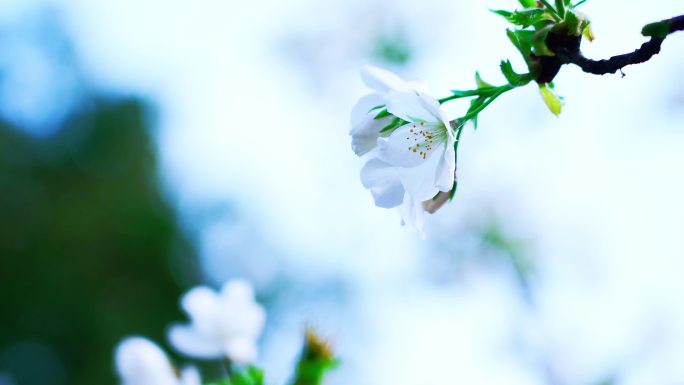 海棠花开