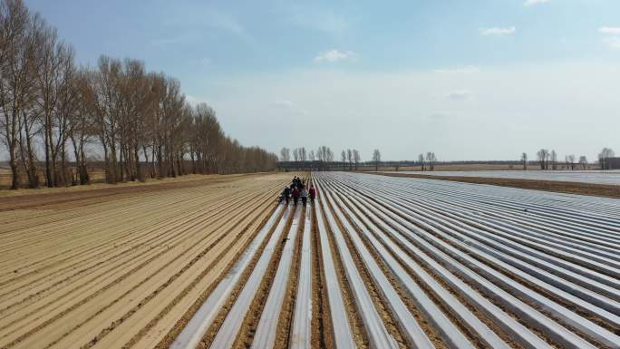 种植 胡萝卜 覆膜 滴灌 春耕