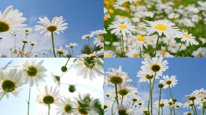 花 邹菊 野花