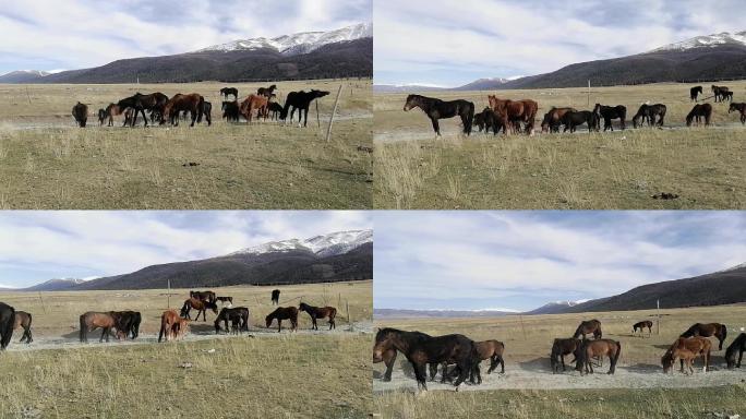 新疆哈密：草原上马儿的亲情温馨时刻