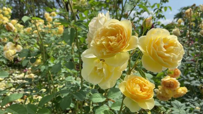 黄刺玫 玫瑰花 黄色花 景色
