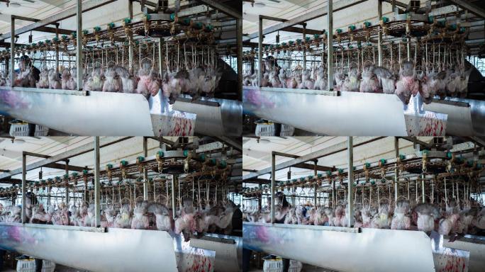 肉鸽养殖屠宰场加工厂