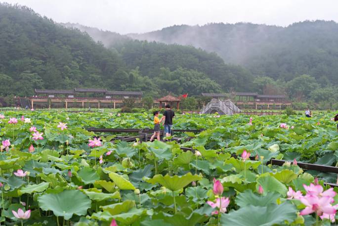 【蕉岭九岭村】莲花延时视频素材