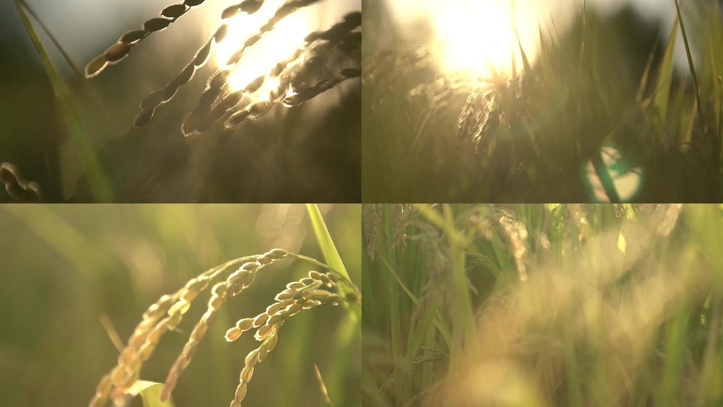 迎着太阳生长的稻穗丰收五谷丰登