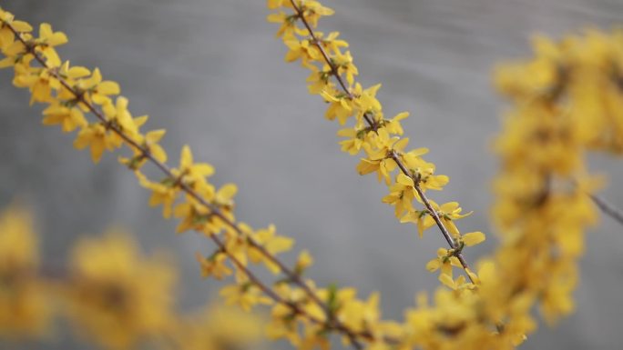 各种美丽的花 高清素材