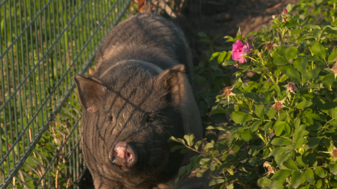 玫瑰园里的小猪