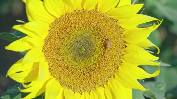 向日葵蜜蜂采蜜采粉