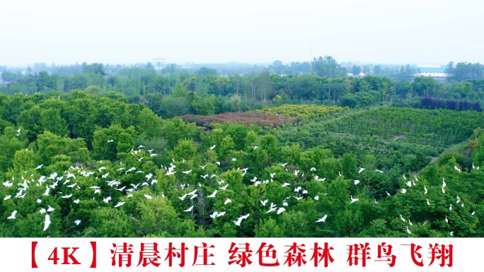 【4K】清晨村庄 绿色森林 群鸟飞翔
