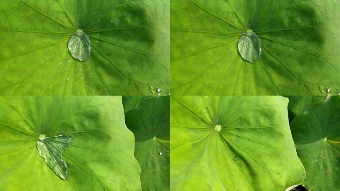 荷花叶水滴绿色慢动作叶子荷花水珠露水