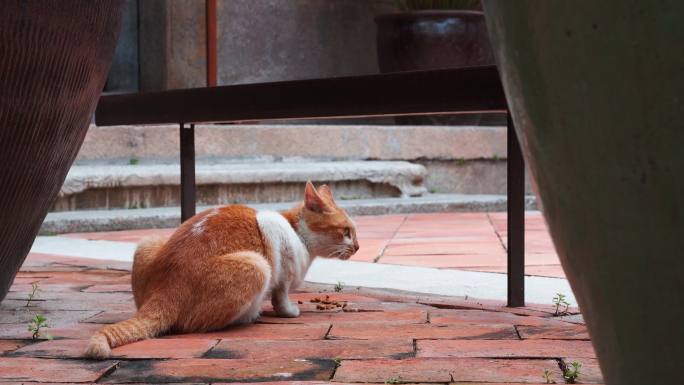 安安静静躲在角落吃饭的流浪猫