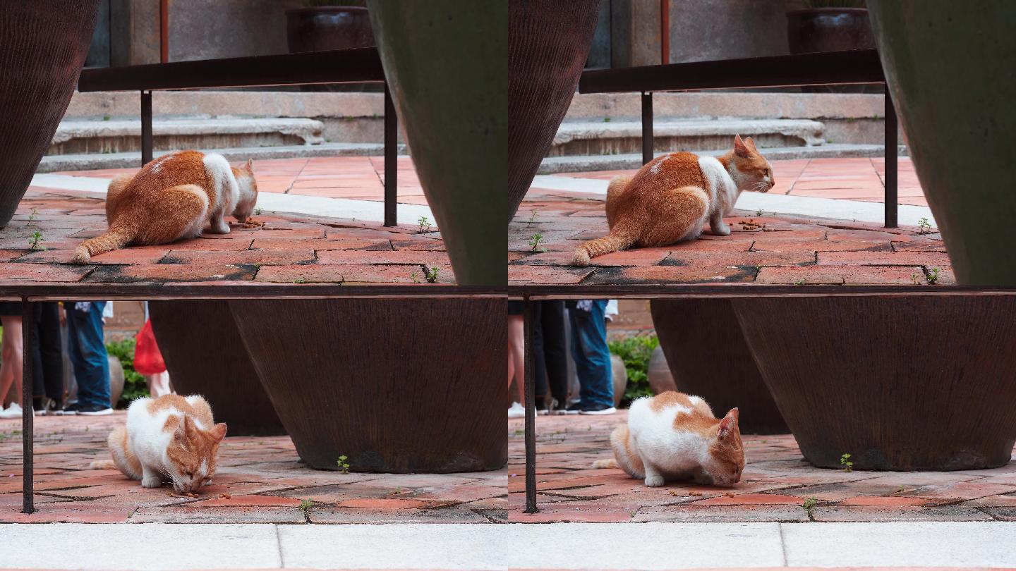 安安静静躲在角落吃饭的流浪猫