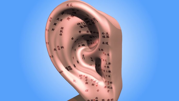 耳朵针灸3D模型
