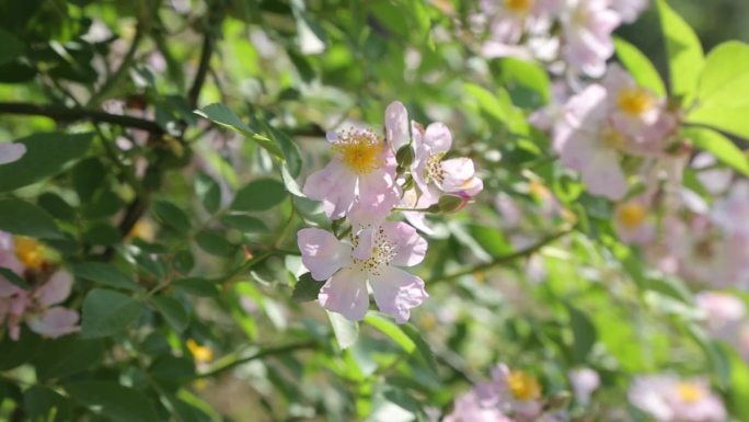 山林野生粉团蔷薇蜜蜂采蜜实拍