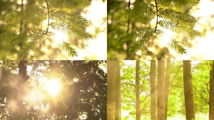 阳光树叶阳光树林光影树林烟雾清晨的树林