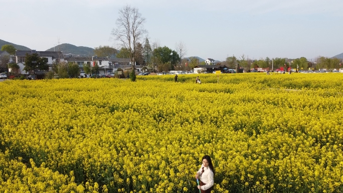 油菜花田航拍