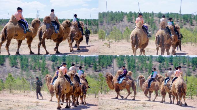 游客骑骆驼4K视频素材