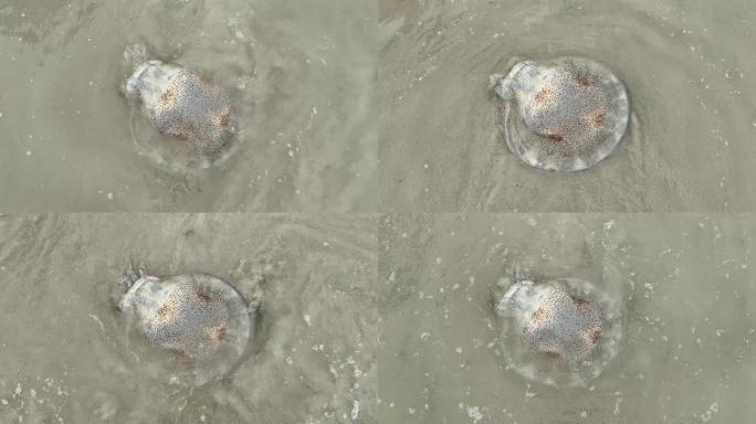 沙滩上的水母