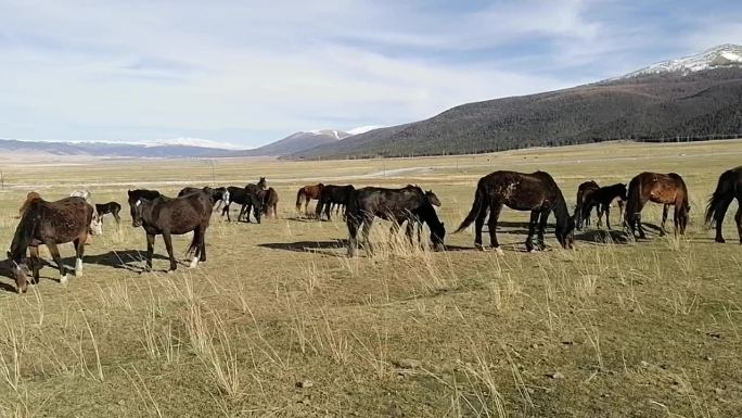 新疆哈密：草原上马儿的亲情温馨时刻