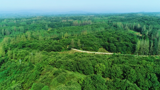 平原森林航拍乡间小路