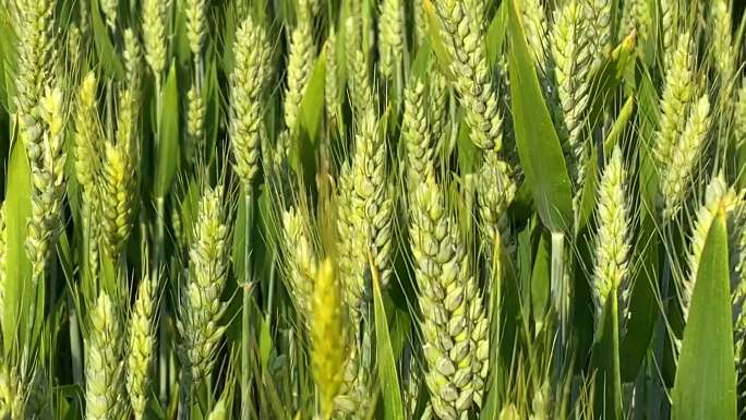 小麦 麦子麦穗 粮食
