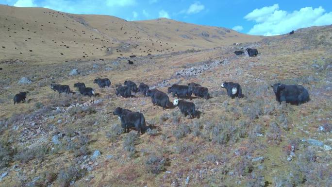 西藏航拍牦牛