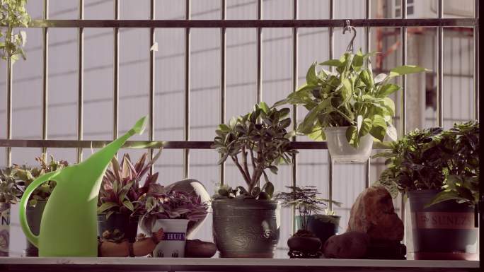 窗台的植物