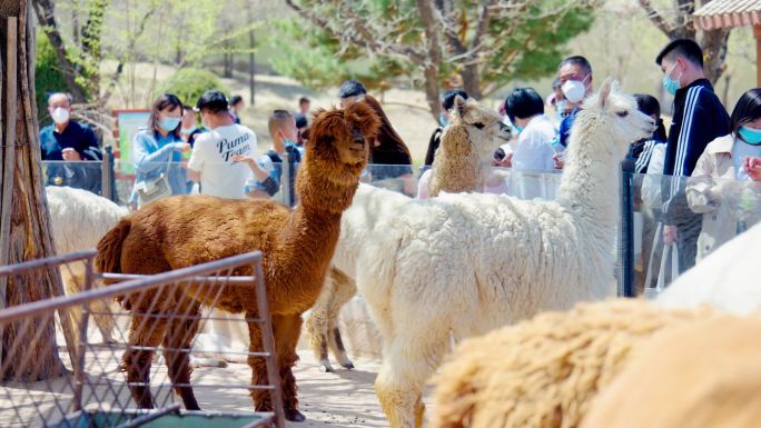 动物园游客投喂羊驼4K视频素材